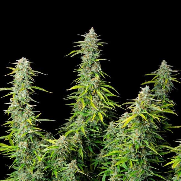 Northern Light cannabis plants with tall green buds.