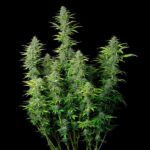 Full Northern Light cannabis plant with multiple branches and buds.