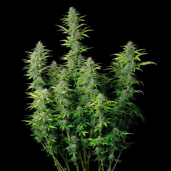 Full Northern Light cannabis plant with multiple branches and buds.