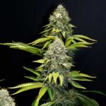 Close-up of O.G. Kush cannabis flower against black background.
