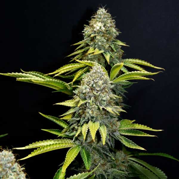 Close-up of O.G. Kush cannabis flower against black background.