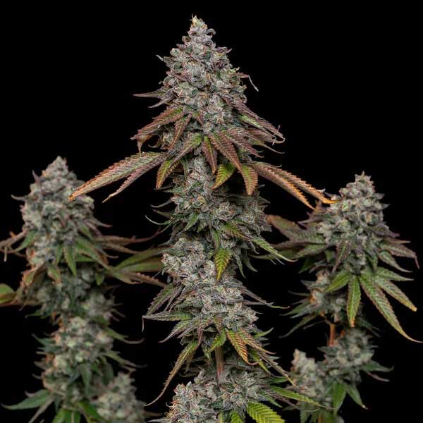O.G. Kush cannabis plant with multiple dense buds.