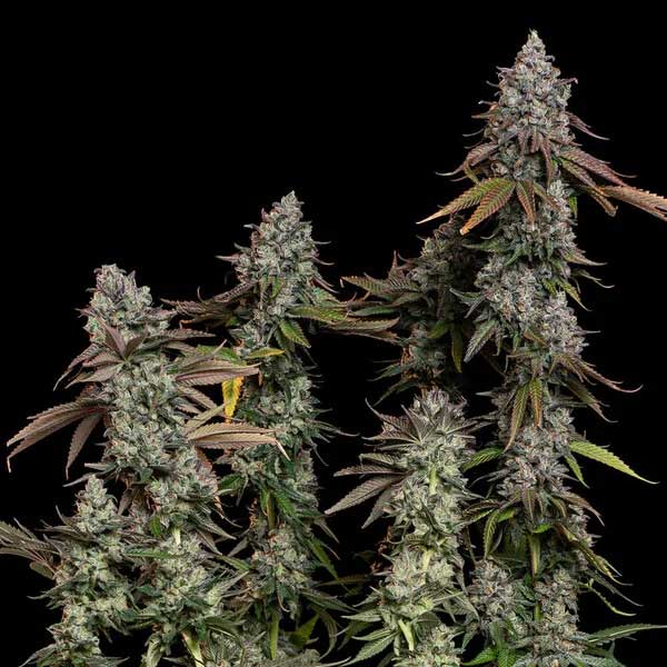 Mature O.G. Kush cannabis flowers with frosty coating.