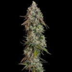 O.G. Kush cannabis cola with green leaves and buds.