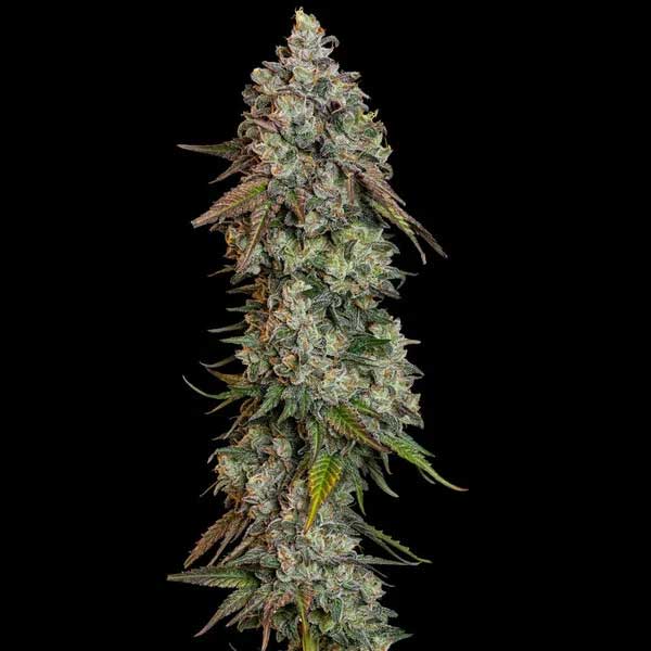 O.G. Kush cannabis cola with green leaves and buds.
