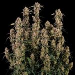 Royal Queen Seeds Orion F1 Hybrid cannabis plant