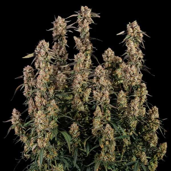 Royal Queen Seeds Orion F1 Hybrid cannabis plant