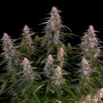 Macro shot of Orion F1 Hybrid top bud showing dense trichome coverage