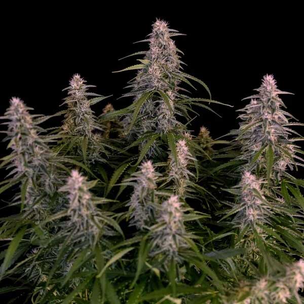 Macro shot of Orion F1 Hybrid top bud showing dense trichome coverage
