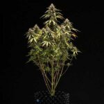 Symmetrical Orion F1 Hybrid plant structure during flowering stage