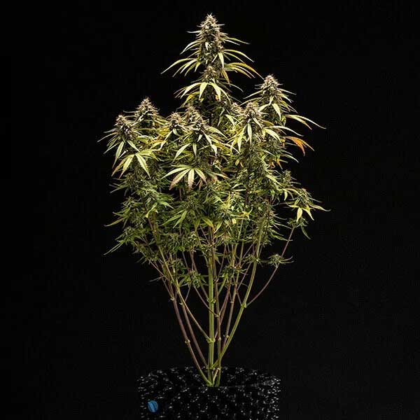 Symmetrical Orion F1 Hybrid plant structure during flowering stage