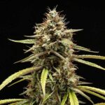 Detailed macro of Orion F1 Hybrid cannabis bud highlighting crystal density
