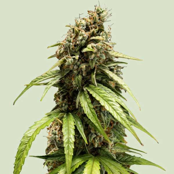 Macro photography of Orion F1 Hybrid blooming flower, high-performance genetics