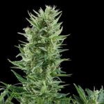 Close-up of Quick One cannabis flower with green leaves.