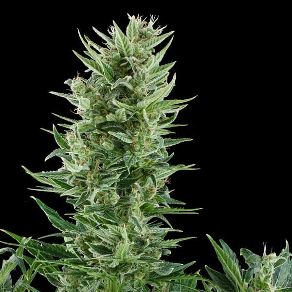Close-up of Quick One cannabis flower with green leaves.