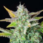 Frosty Quick One cannabis bud with orange hairs.