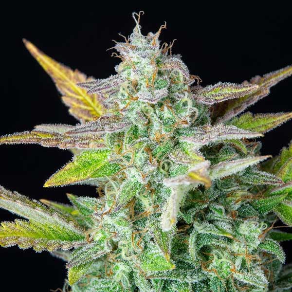 Frosty Quick One cannabis bud with orange hairs.