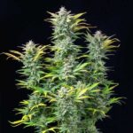 Quick One cannabis plant with several flowering buds.