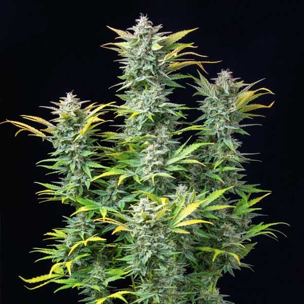 Quick One cannabis plant with several flowering buds.