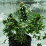 Royal Dwarf cannabis plant growing in a pot.