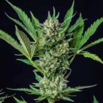 Close-up of Royal Dwarf cannabis flower with green leaves.