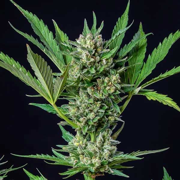 Close-up of Royal Dwarf cannabis flower with green leaves.