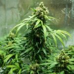 Royal Dwarf cannabis plant with a tall flowering bud.