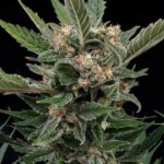 Mature Royal Gorilla feminized cannabis plant