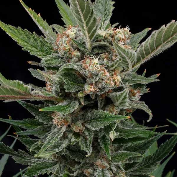 Mature Royal Gorilla feminized cannabis plant
