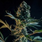 Close-up of Royal Gorilla cannabis flower among green leaves.