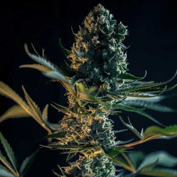 Close-up of Royal Gorilla cannabis flower among green leaves.