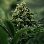 Dense Royal Gorilla cannabis cola with orange hairs.