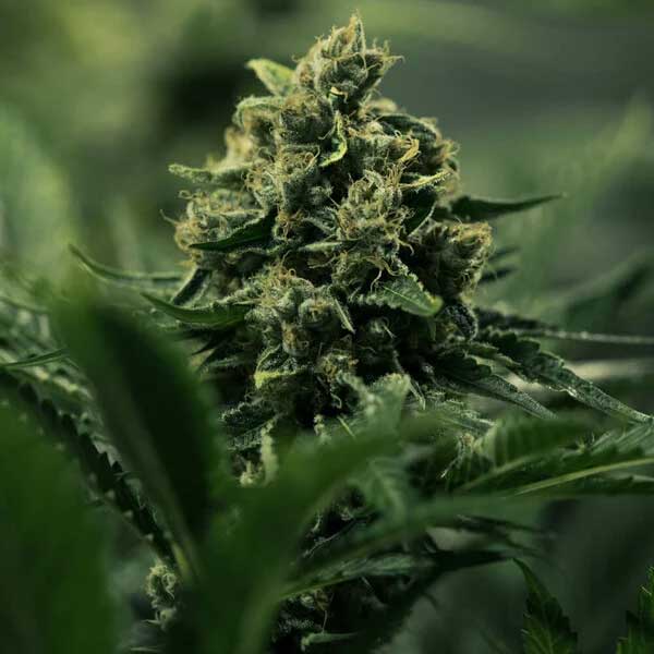 Dense Royal Gorilla cannabis cola with orange hairs.