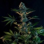 Mature Royal Gorilla cannabis bud with frosty coating.