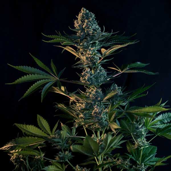 Mature Royal Gorilla cannabis bud with frosty coating.