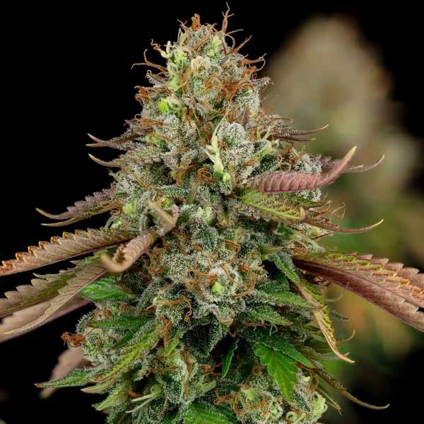 Dense Royal Highness CBD cannabis bud with orange hairs.