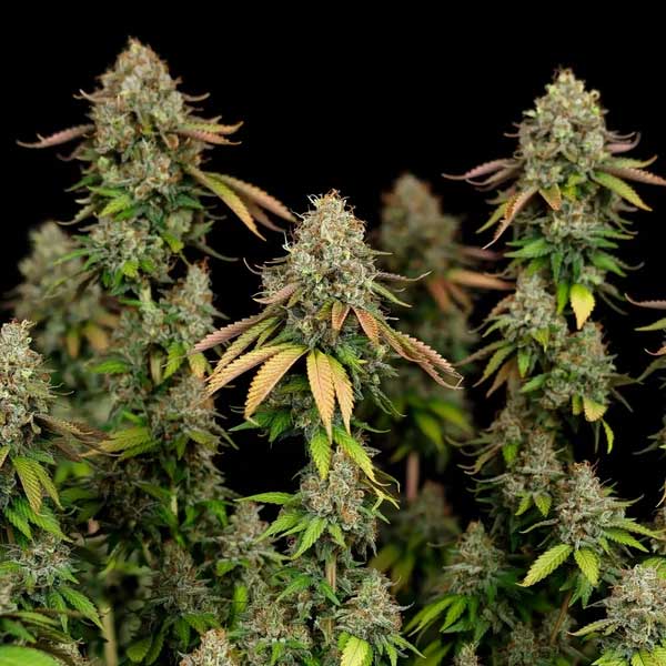 Royal Highness CBD cannabis plants with multiple flowering tops.