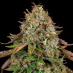 Frosty Royal Highness CBD cannabis flower with green leaves.