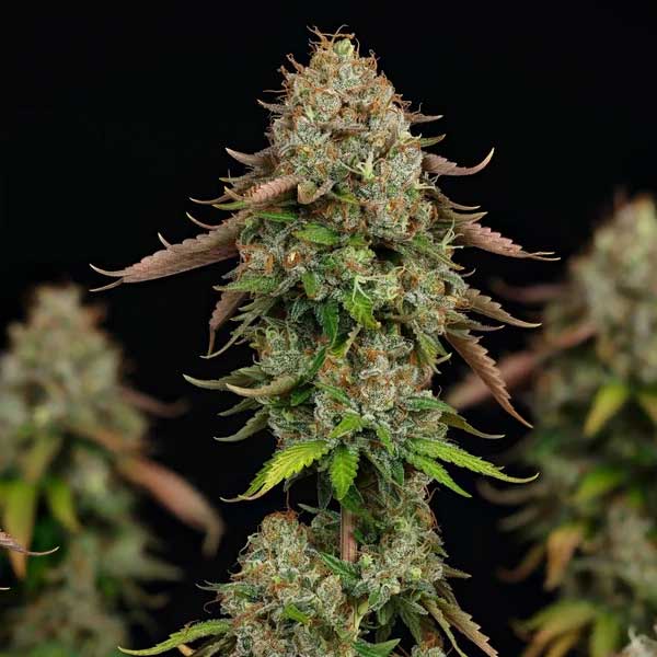 Tall Royal Highness CBD cannabis cola with purple leaves.