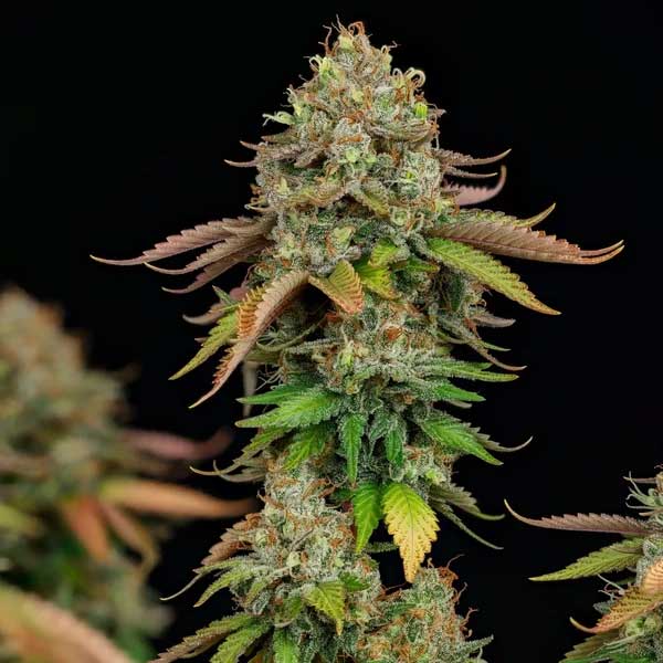 Close-up of Royal Highness CBD cannabis flower against black background.