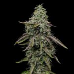 Close-up of Special Kush 1 cannabis flower against black background