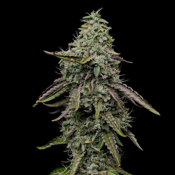 Close-up of Special Kush 1 cannabis flower against black background
