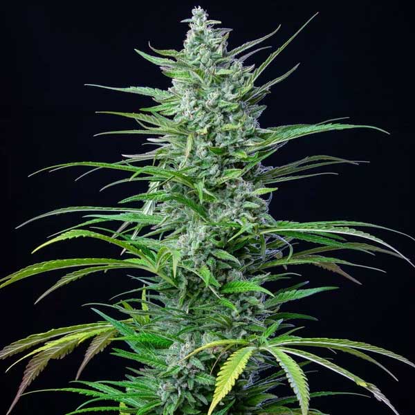 Special Kush 1 cannabis plant with long green leaves.