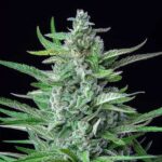 Tall Special Kush 1 cannabis cola with dense buds.