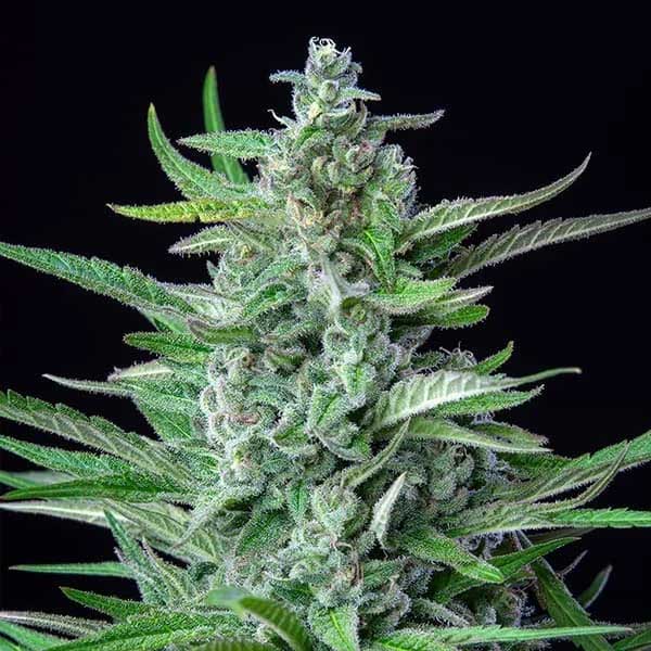Tall Special Kush 1 cannabis cola with dense buds.