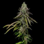 Mature Special Kush 1 cannabis plant with flowering buds.