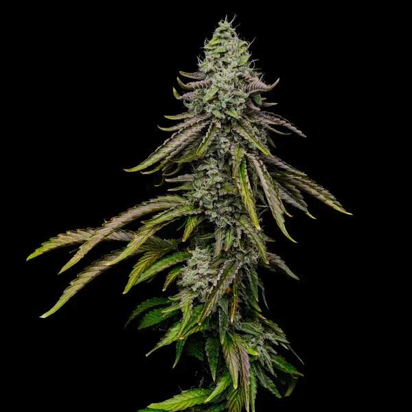 Mature Special Kush 1 cannabis plant with flowering buds.