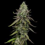 Frosty Special Kush 1 cannabis flower with green leaves.