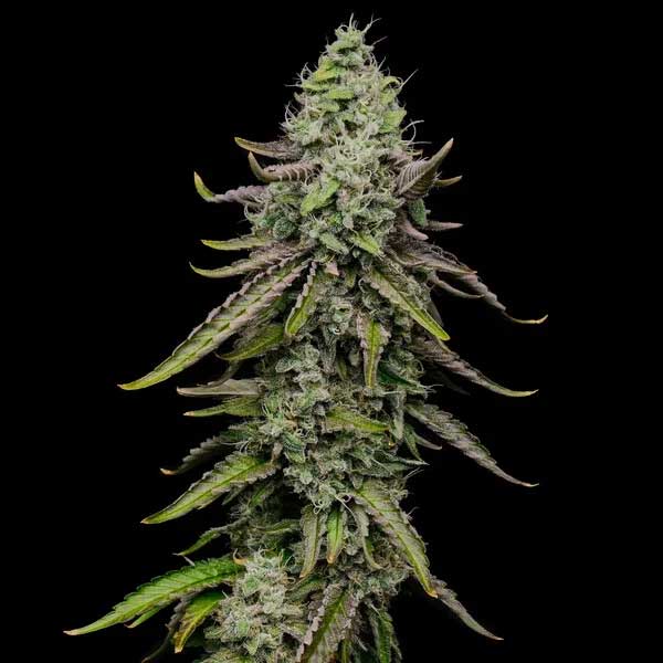 Frosty Special Kush 1 cannabis flower with green leaves.