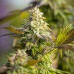 Close-up of Special Queen 1 cannabis flower with green leaves.